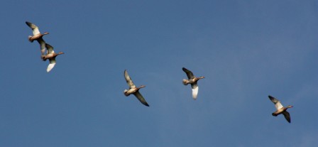 CanardsAriege2.jpg, août 2011 CanardsAriege2.jpg