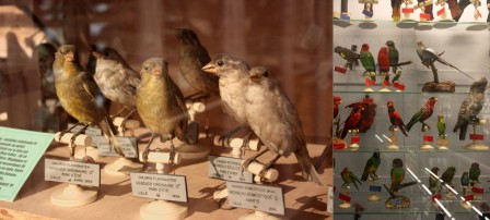 MuseumHNLille09114.jpg