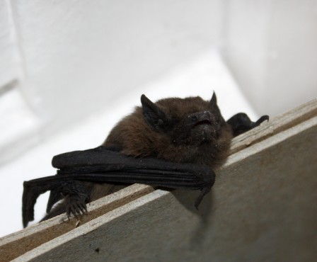 Pipistrelle.jpg
