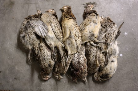 PoulesFaisan1.jpg
