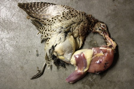 PoulesFaisan2.jpg