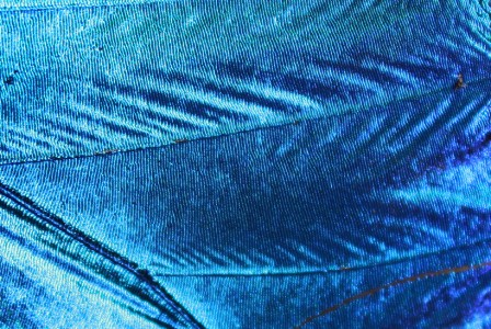 GorphoBleuE1D1.jpg