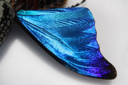 GorphoBleuE1D2.jpg