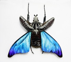 GorphoBleuE1.jpg