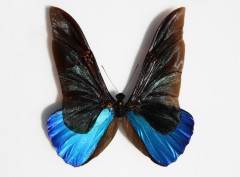 MoliathbleuE1.jpg