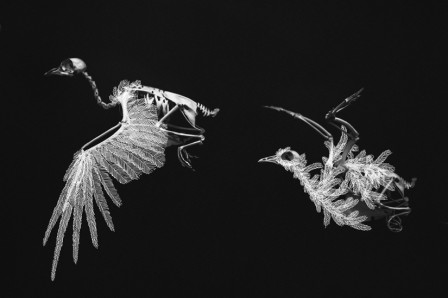 Aviation5pigeonsfantomes.jpg