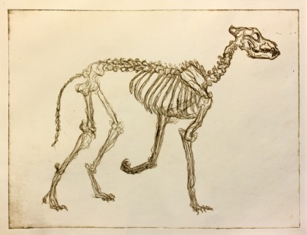 Gravure10chien1E1T1.jpg