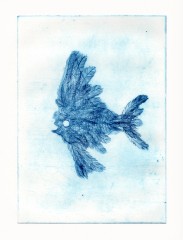 Gravure13PoissonAplumes1E3.jpg