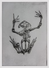 Gravure17grenouille1T3.jpg