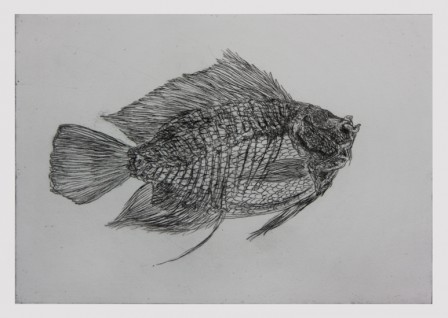 Gravure18poisson3E3TI.jpg