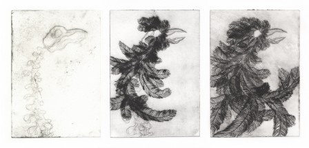 Gravure3-merle2squeletteE123.jpg