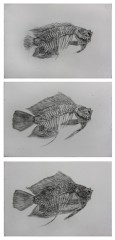 S2Gravure18poisson3E123.jpg