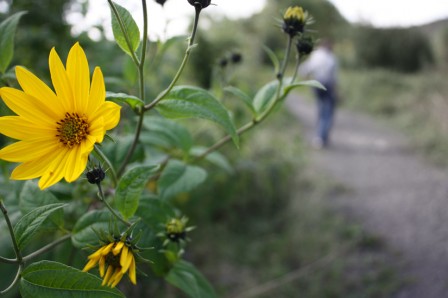 Fleursjaunes.jpg, sep 2008