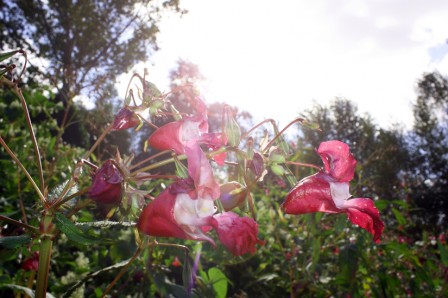 Impatiences.jpg, sep 2008