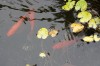 Lecocq18.jpg, sep 2008