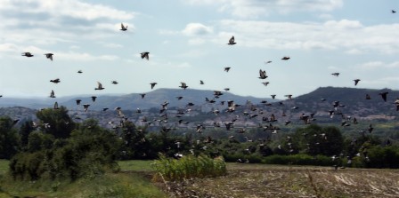 Pigeonsmezel.jpg, sep 2008