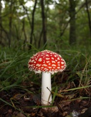 Amanite1.jpg