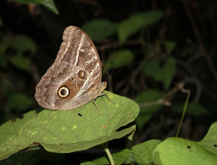 Caligo1.jpg