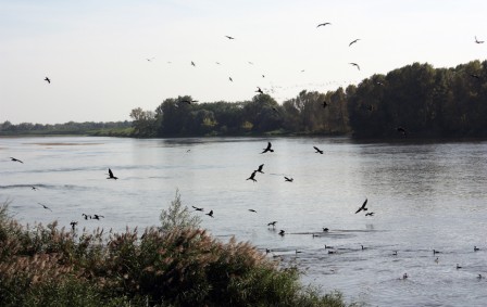 CormoranSloire101.jpg