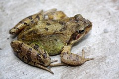 Grenouille1.jpg