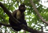 ISMacaqueSalut5.jpg, janv. 2010