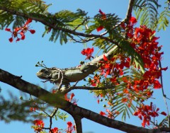 IguaneF1.jpg
