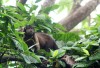 MacaqueSalut1.jpg, janv. 2010