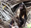MacaqueSalut2.jpg, janv. 2010