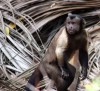 MacaqueSalut3.jpg, janv. 2010