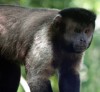 MacaqueSalut4.jpg, janv. 2010