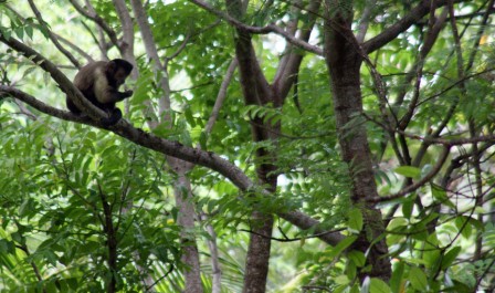 MacaqueSalut6.jpg, janv. 2010