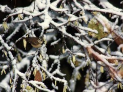MesangeHNeige1.jpg