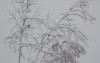 RougeGNeige1.jpg