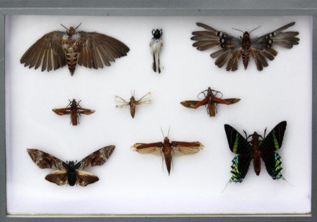 A1Boitehybrides.jpg