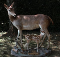 BFElaphes1.jpg, avr. 2011 BFElaphes1.jpg