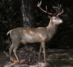 CerfElaphe1.jpg