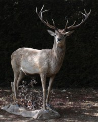 CerfElaphe6.jpg