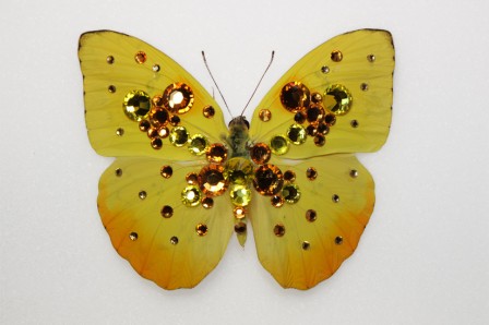 CitronduMexiqueE1.jpg