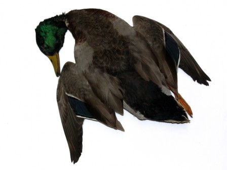 ColvertMaleSologne1.jpg