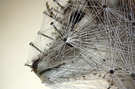 ConstellationDuDaim4.jpg