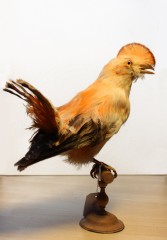 Coq2Roche1.jpg
