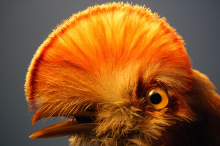 Coq2Roche3.jpg