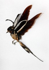 Hironcane1.jpg