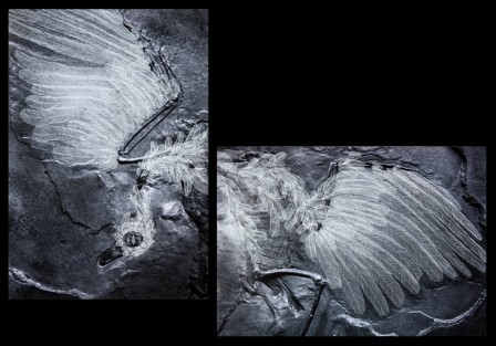 Fossile3JDP.jpg