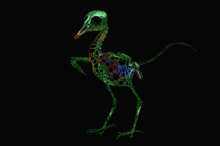 ReptileAvienICI.jpg