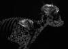 ReptileSimienEII.jpg