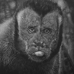 Autoportrait en macaque noir (Cebus apella)